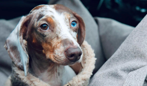 Mały obraz kolażu (góra)