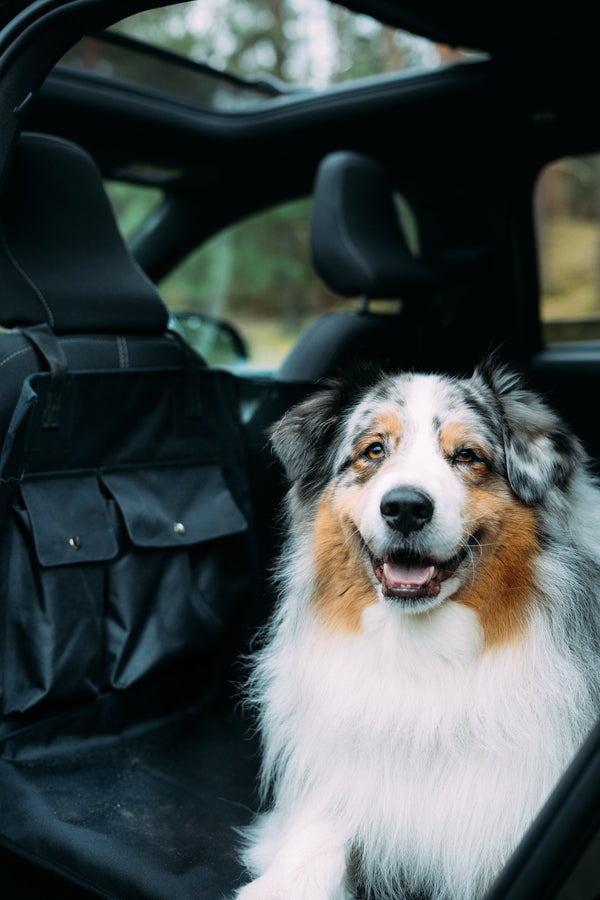 Mały obraz kolażu (góra)